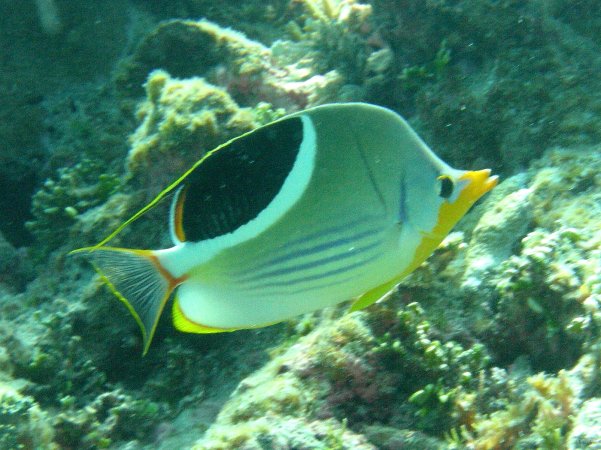 90- Poisson-papillon a selle 